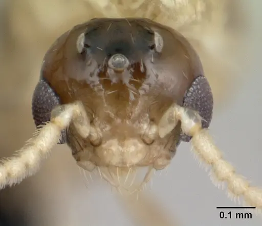 Crematogaster maina specimen