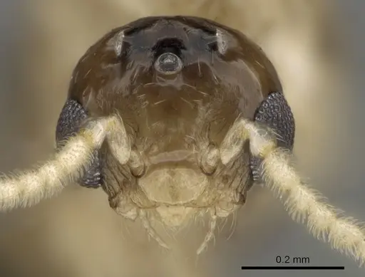 Crematogaster maina - CASENT0132785