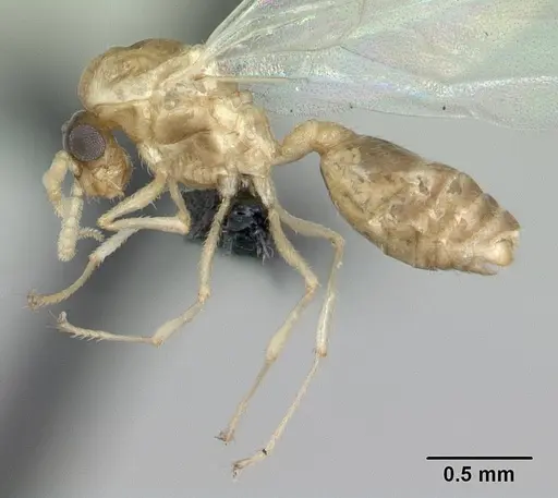 Crematogaster maina - CASENT0132785