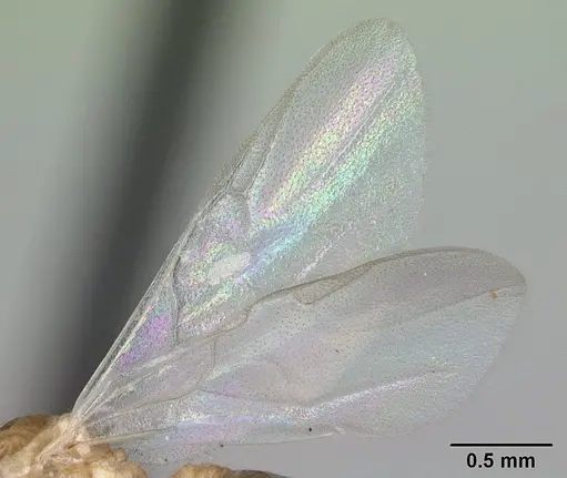 Crematogaster maina - CASENT0132785