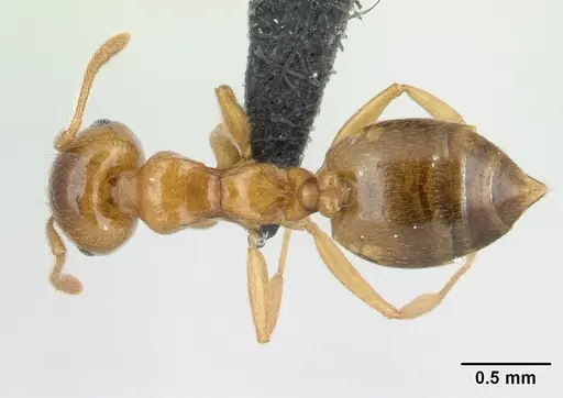 Crematogaster maina - CASENT0134845