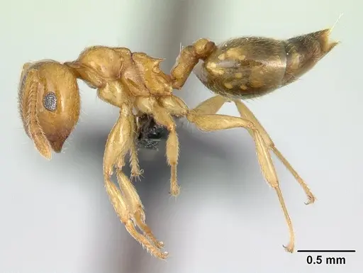 Crematogaster maina - CASENT0134845