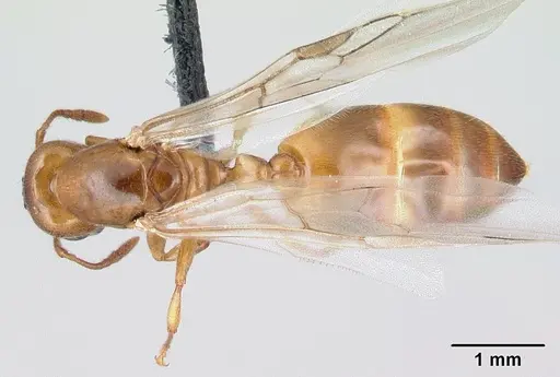 Crematogaster maina - CASENT0146394