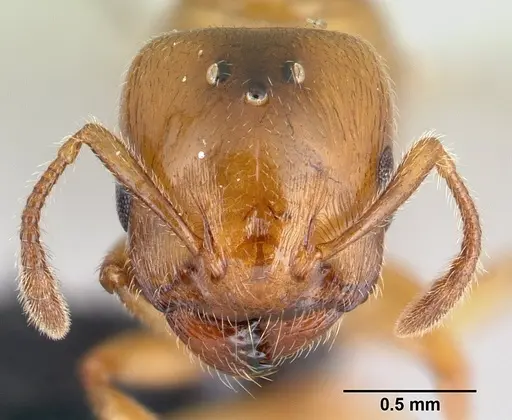 Crematogaster maina - CASENT0146394