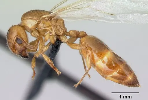Crematogaster maina - CASENT0146394