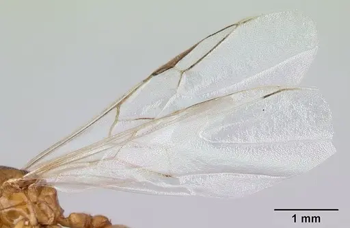 Crematogaster maina - CASENT0146394