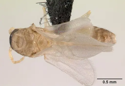 Crematogaster maina - CASENT0146405