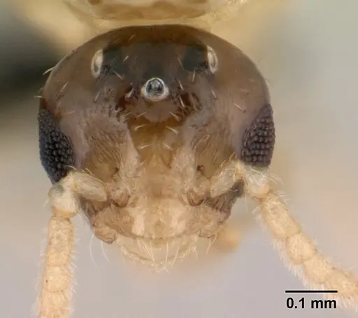 Crematogaster maina - CASENT0146405