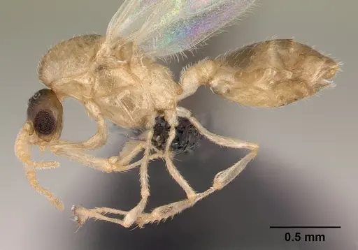 Crematogaster maina - CASENT0146405