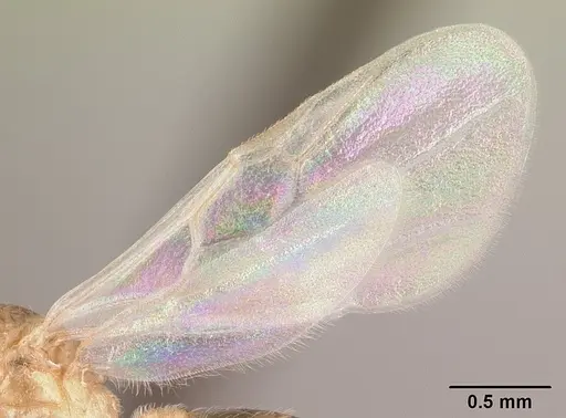 Crematogaster maina - CASENT0146405