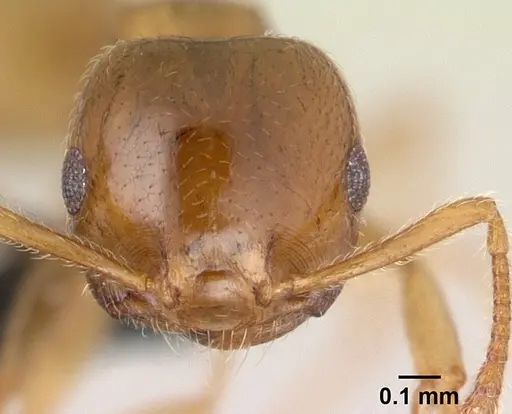 Crematogaster maina - CASENT0147214