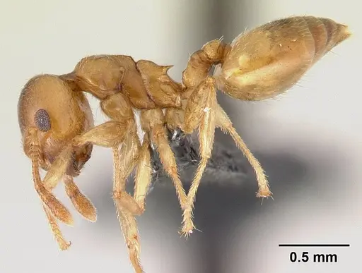Crematogaster maina - CASENT0147214