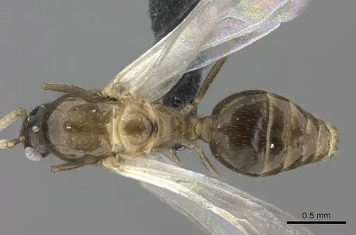 Crematogaster maina - CASENT0156645