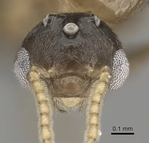 Crematogaster maina - CASENT0156645