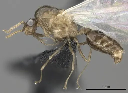 Crematogaster maina - CASENT0156645