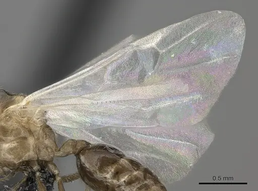 Crematogaster maina - CASENT0156645