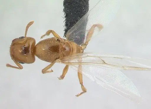 Crematogaster maina - CASENT0178193
