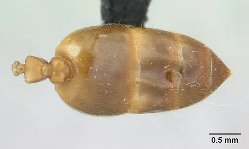 Crematogaster maina - CASENT0178193