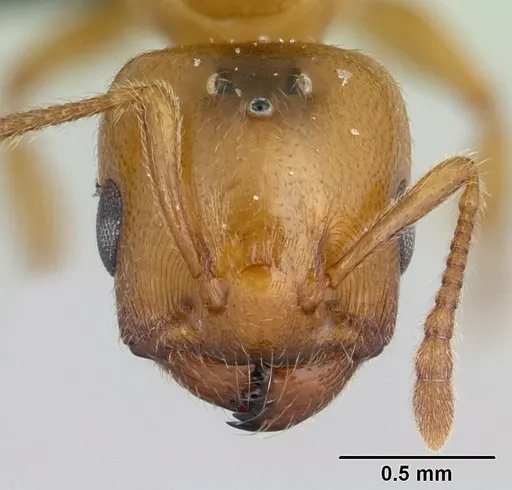 Crematogaster maina - CASENT0178193