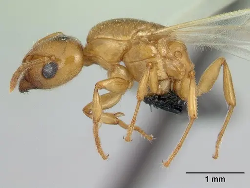 Crematogaster maina - CASENT0178193