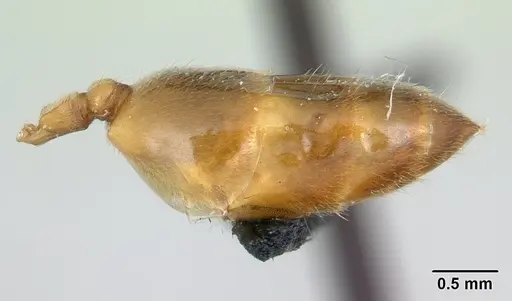 Crematogaster maina - CASENT0178193