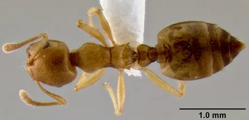 Crematogaster maina - CASENT0193399