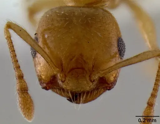 Crematogaster maina - CASENT0193399