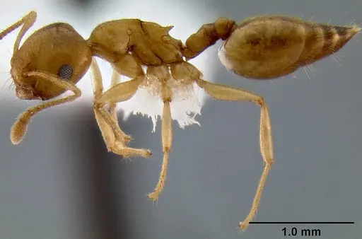 Crematogaster maina - CASENT0193399