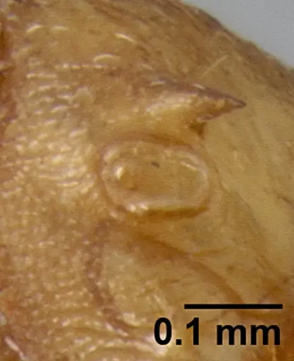 Crematogaster maina - CASENT0193399