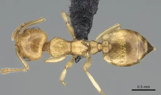 Crematogaster maina - CASENT0317758
