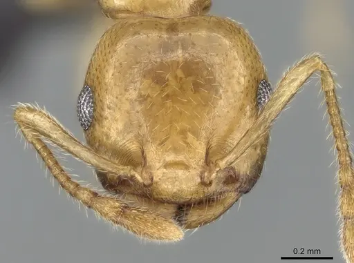 Crematogaster maina - CASENT0317758