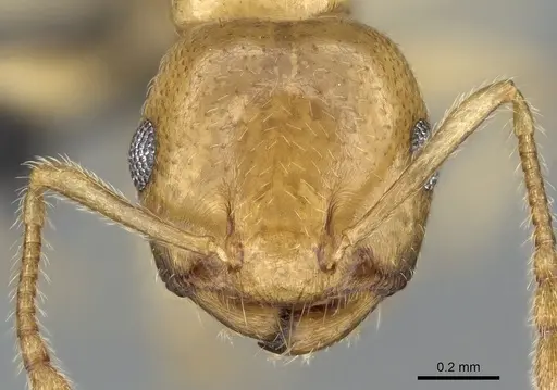 Crematogaster maina - CASENT0317758