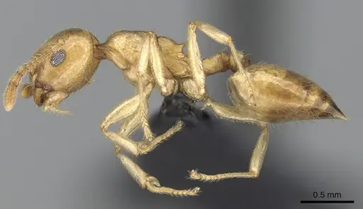 Crematogaster maina - CASENT0317758