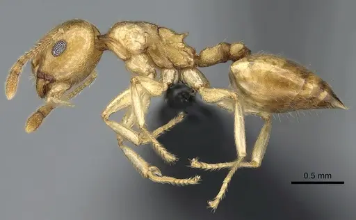 Crematogaster maina - CASENT0317758