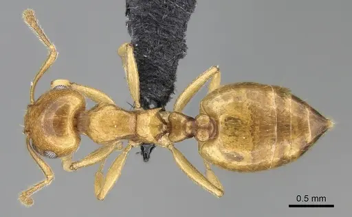 Crematogaster maina - CASENT0317759