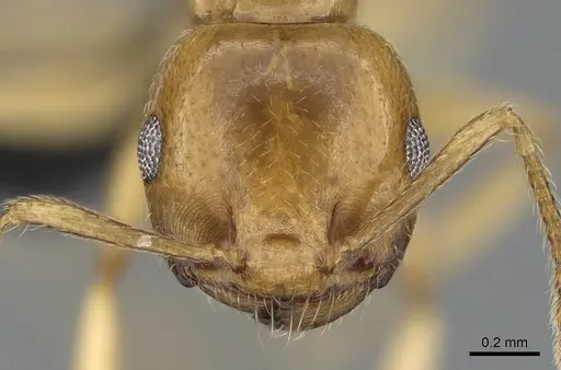 Crematogaster maina - CASENT0317759