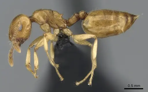 Crematogaster maina - CASENT0317759