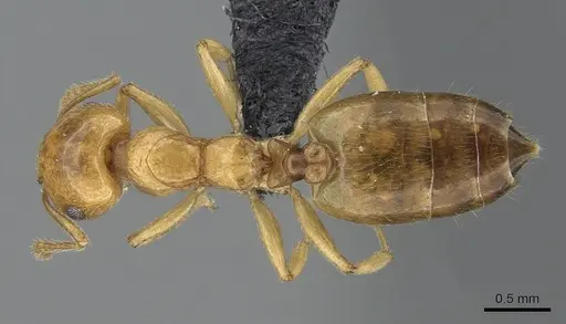 Crematogaster maina - CASENT0317760