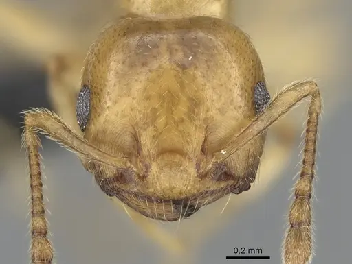 Crematogaster maina - CASENT0317760