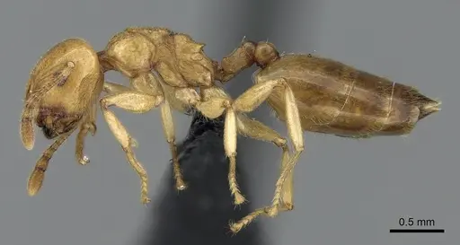 Crematogaster maina - CASENT0317760