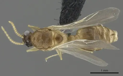 Crematogaster maina - CASENT0455252