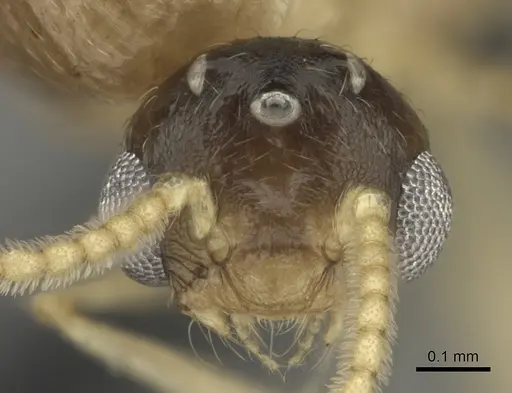 Crematogaster maina - CASENT0455252