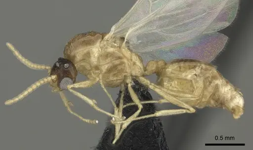 Crematogaster maina - CASENT0455252