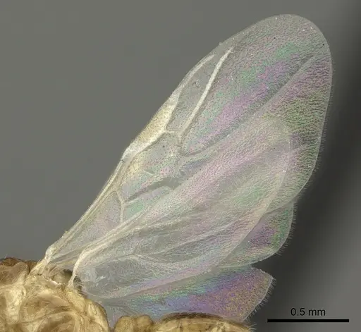 Crematogaster maina - CASENT0455252