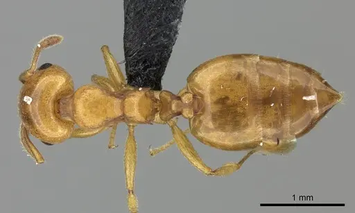 Crematogaster maina - CASENT0455261