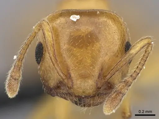 Crematogaster maina - CASENT0455261