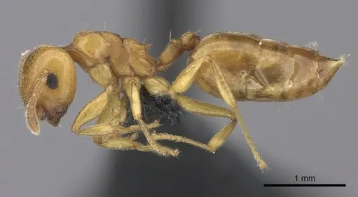 Crematogaster maina - CASENT0455261