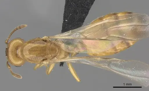 Crematogaster maina - CASENT0485040