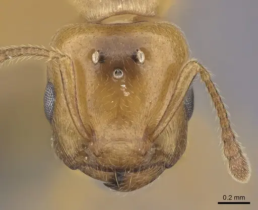 Crematogaster maina - CASENT0485040