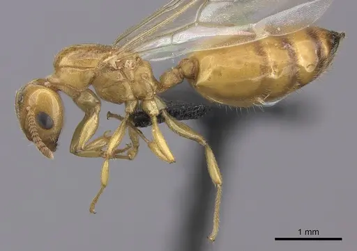 Crematogaster maina - CASENT0485040